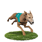 盈吉娛樂城白金賽狗 盈吉娛樂城白金賽狗